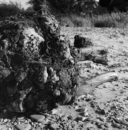 Burl Study 2