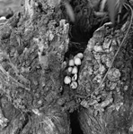 Fungus