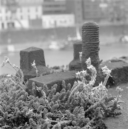 Macro Hafen 1