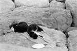 Sated cats