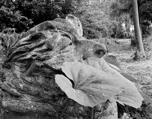 Head and Leaves