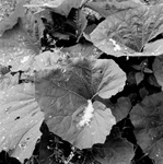 LeavesSeeds