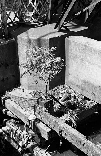 A tree grows in...
