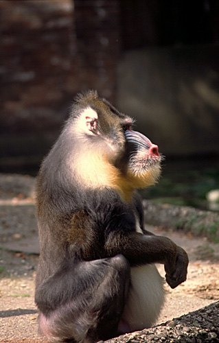 big baboon