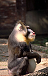 Big Baboon