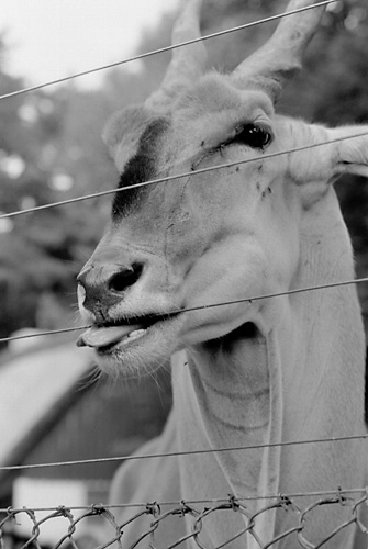 bite the wire
