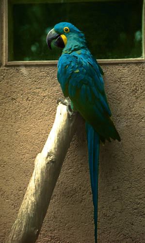 Macaw, rare
