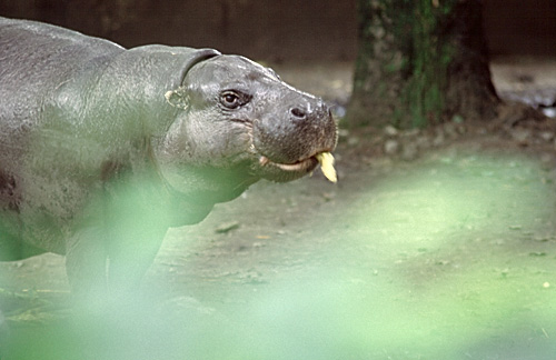 pigmy meal