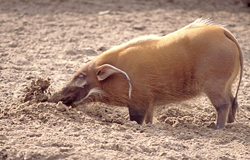 rooting pig