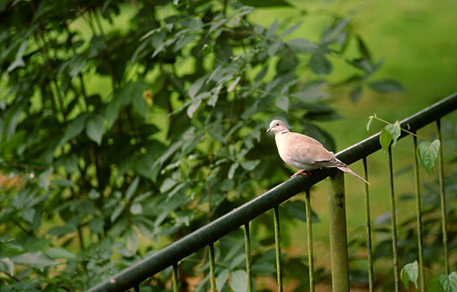 Dove