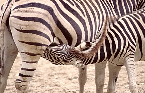 zebra calf
