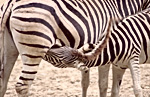 zebra calf