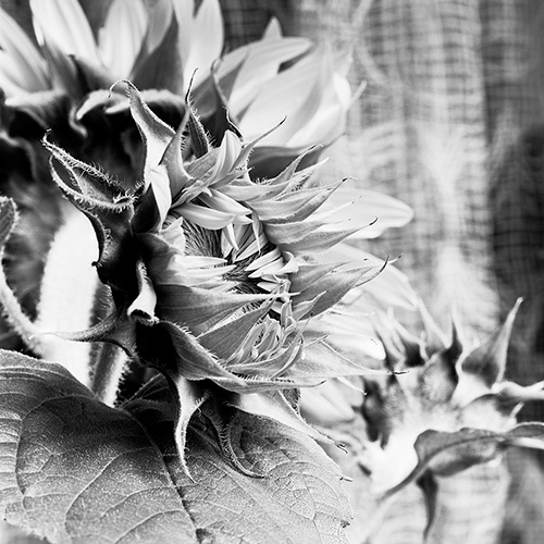 Sunflower 07