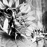 Sunflower 07