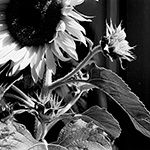 Sunflower 10