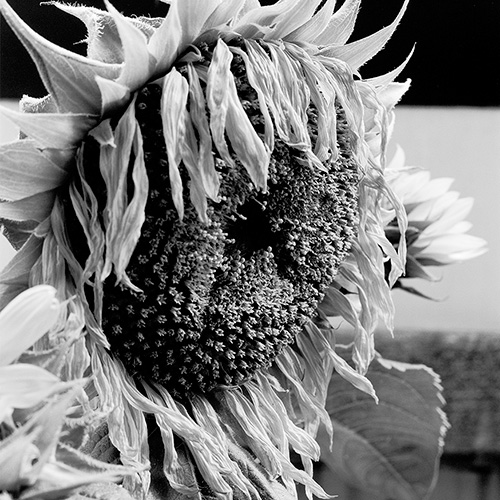 Sunflower 12