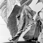 Sunflower 14