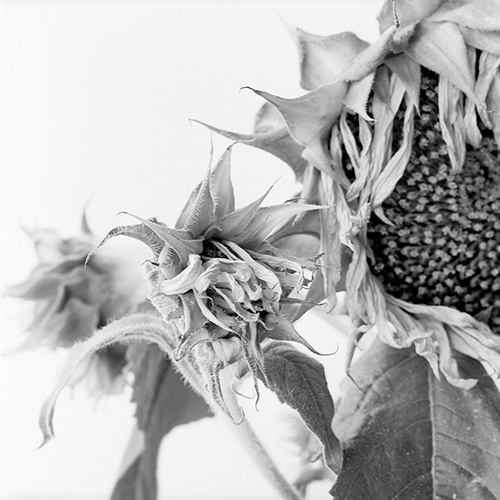 Sunflower 15