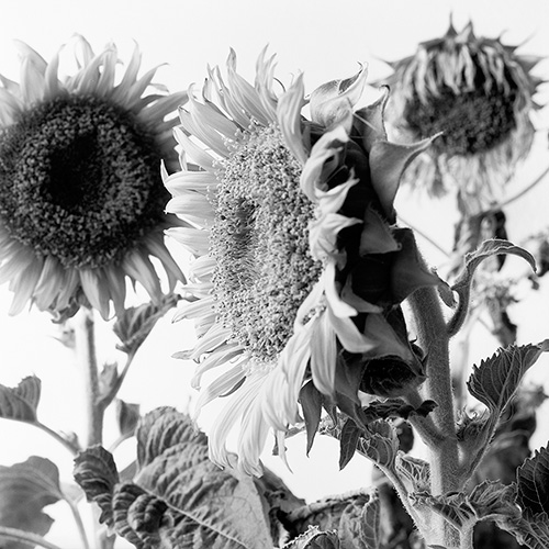 Sunflower 18