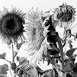 Sunflower 18