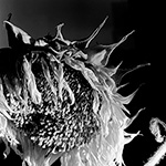 Sunflower 22